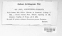 Schmitzomia radiata image